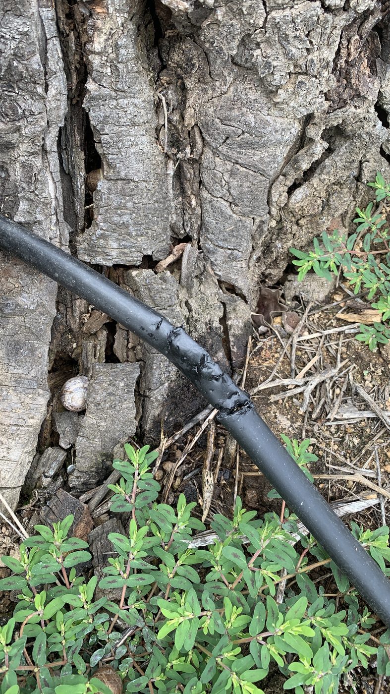 A black poly irrigation tube chewed through by an animal